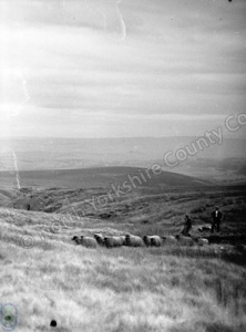 Shepherding, Malham Moor